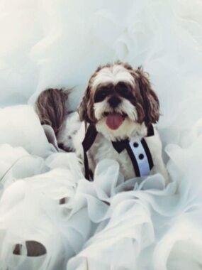Formal Black and White Dog Tuxedo Vest Harness